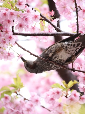 桜とヒヨドリ