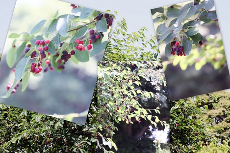 ���塼��٥꡼