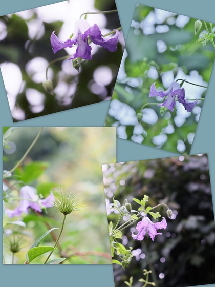 ����ޥ���