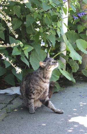 キジ猫くん