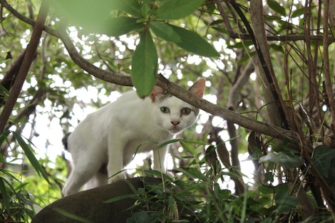 小田原城の猫-2