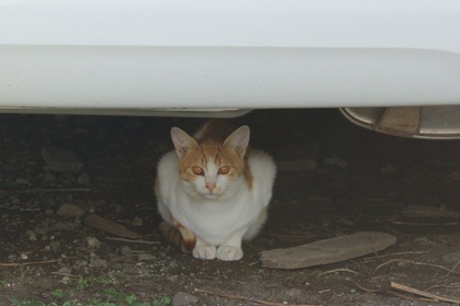 車の下は安全地帯