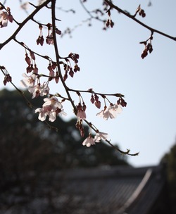 早春のさくら