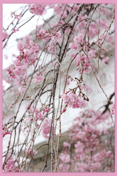 小田原城の枝垂れ桜