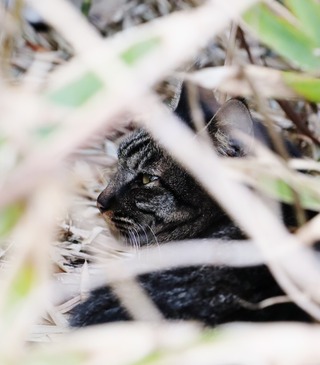 草の陰ねこ