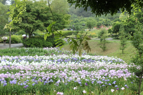 横須賀しょうぶ園