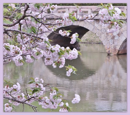 八重桜と眼鏡橋