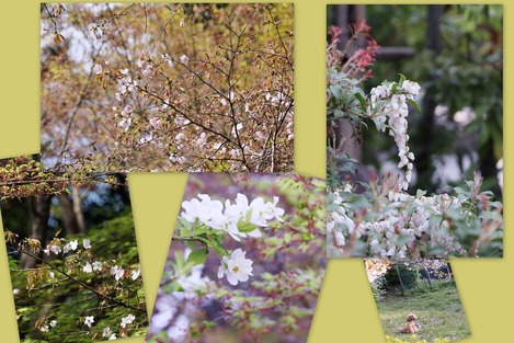 白鳥庭園