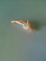 ���Ӥ����-2