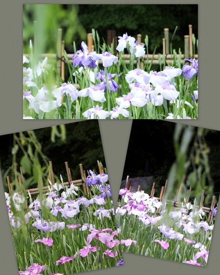 花菖蒲