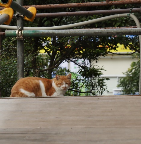 称名寺のねこ