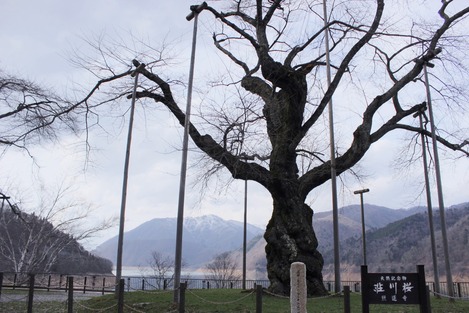 荘川桜