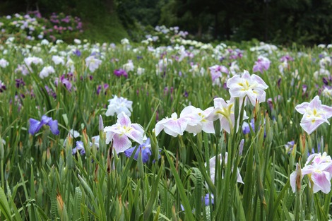 花菖蒲