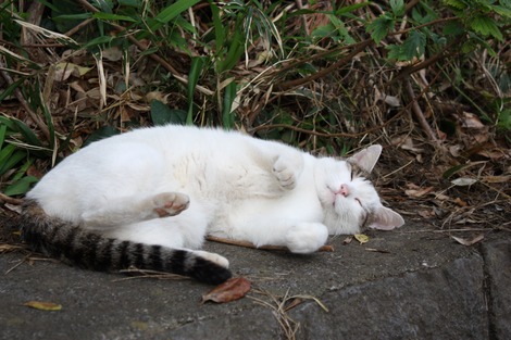 �����ˤ��