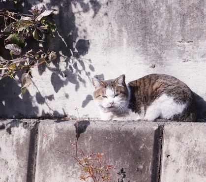 にゃんこ