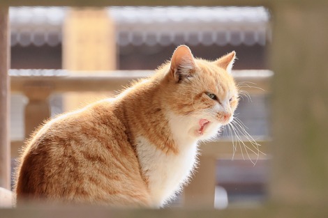 ニャーちゃん