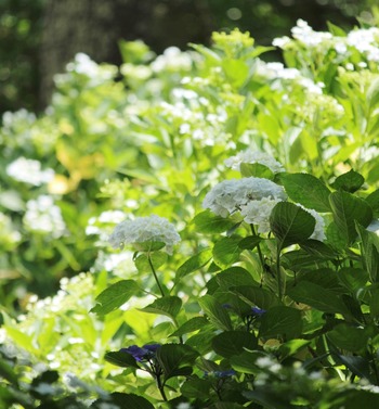 横須賀しょうぶ園の紫陽花