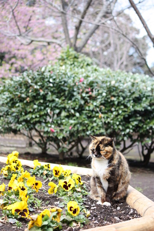 江ノ島 2012.3.25