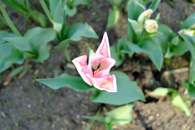 チューリップ【ビューティートレンド】 : エレガントLife・Style