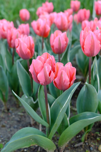 チューリップ【プリティープリンセス】 : エレガントLife・Style