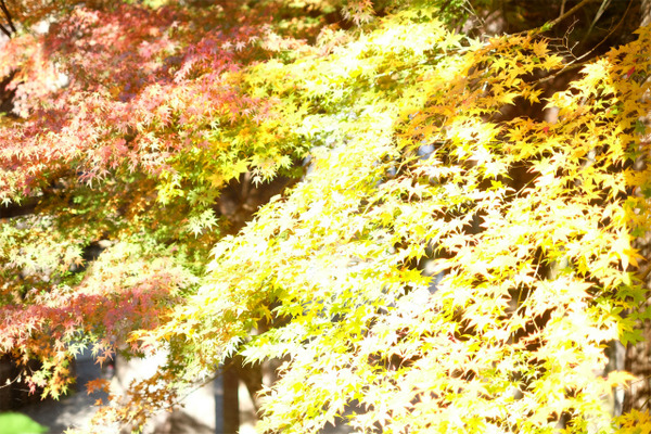 s������ϩ�� (15)