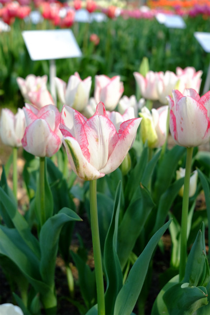 チューリップ【ビューティートレンド】 : エレガントLife・Style