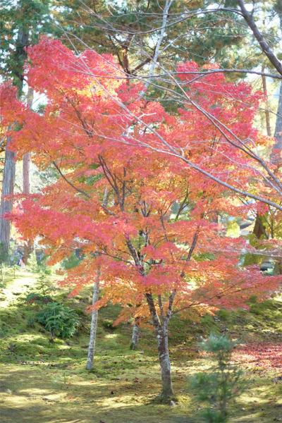 s�������� (12)