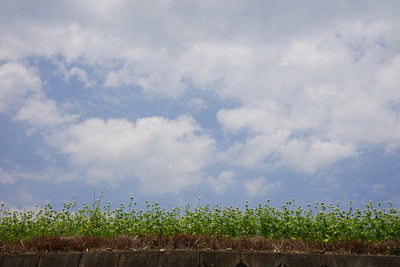 ORG_DSC08694