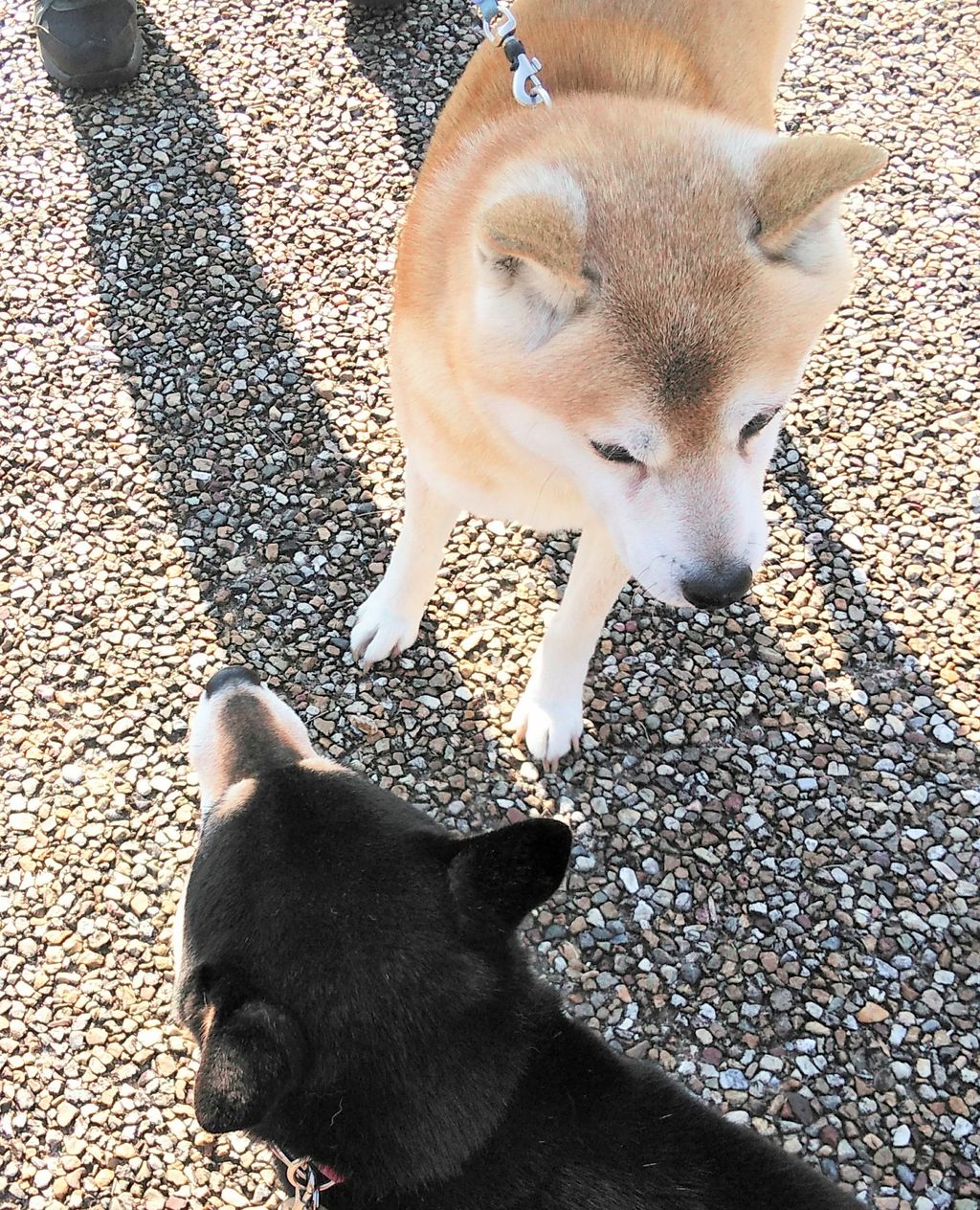 黒柴わんこジュジュ日記お散歩🐾赤柴むさし君😊コメント