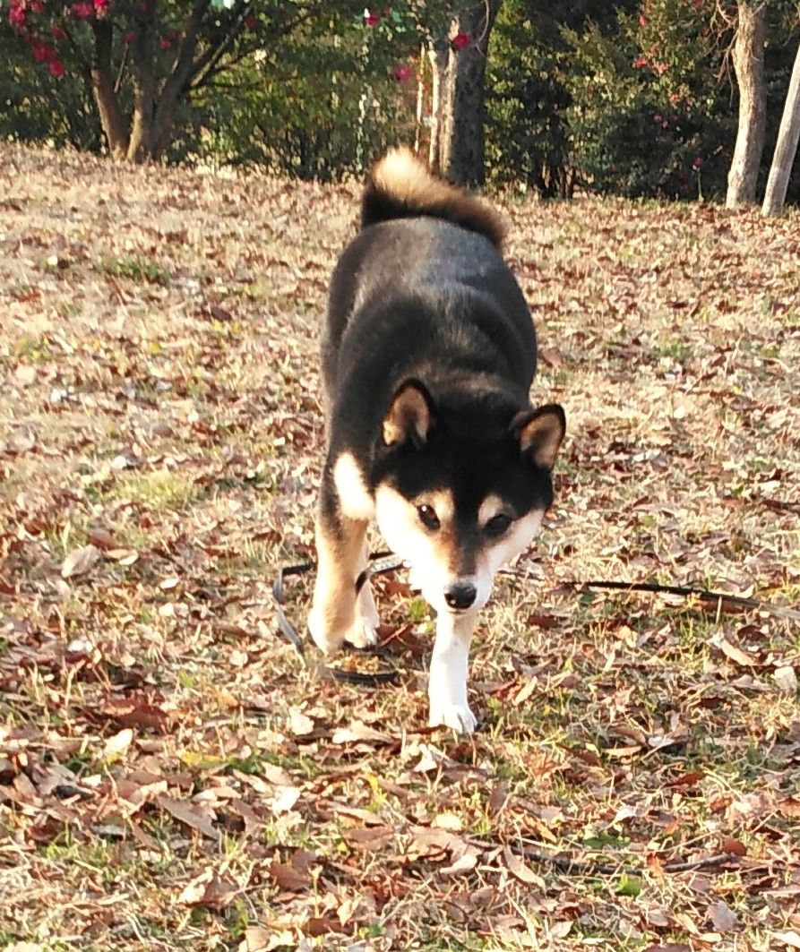 アウトレット値下げ くろまめ天使様オーダー・愛犬マロンちゃんと花の 最新最全の くろまめ天使様ご専用・オーダー作品窓口 絵画/タペストリ
