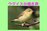 ウグイスの鳴き声