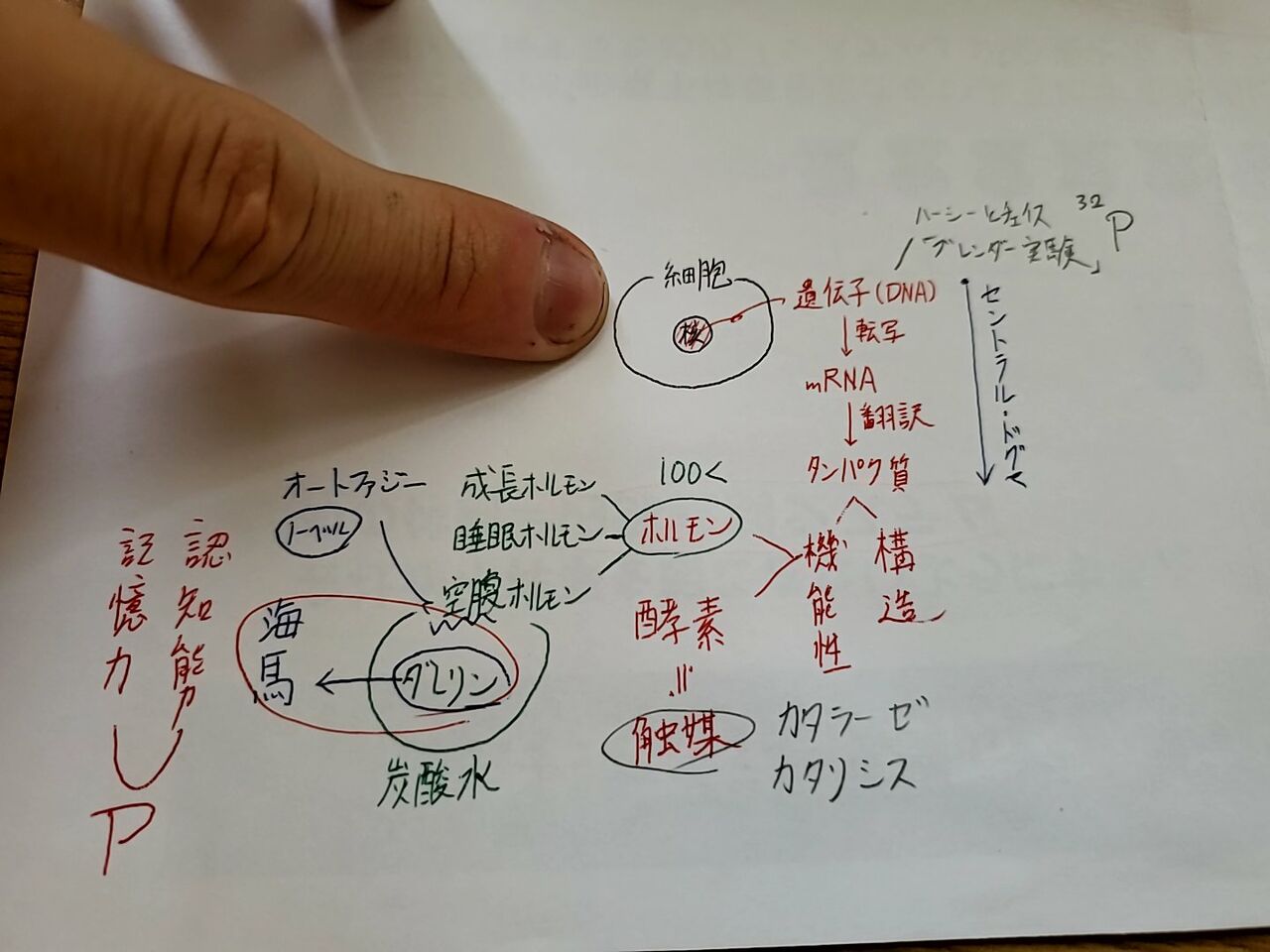 メモリーツリー暗記術 拡散的思考 受験に役立つ心理学 脳科学 栄養学 メモリーツリー暗記術 拡散的思考 受験に役立つ心理学 脳科学 栄養学