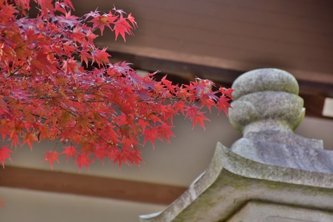 DSC_0908_compressed