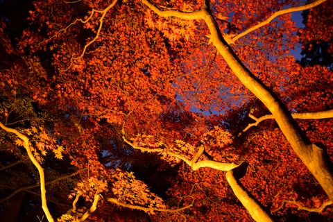 DSC_0001_compressed