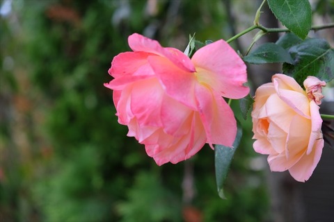 DSCF0932_R