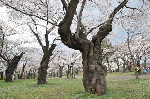 ������κ���