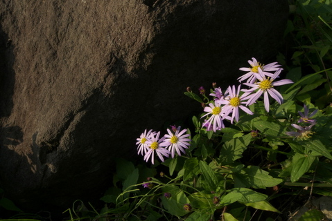 ¶å¸Í¾ëÀ×£²