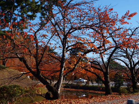 볰ι