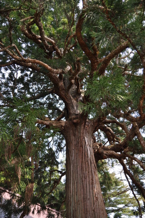 ���;뻳����