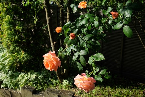 DSCF0586
