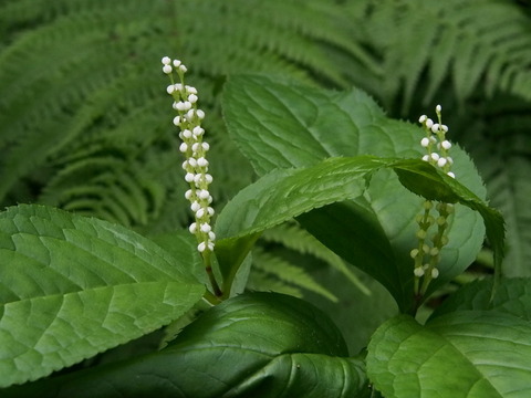 P6230054