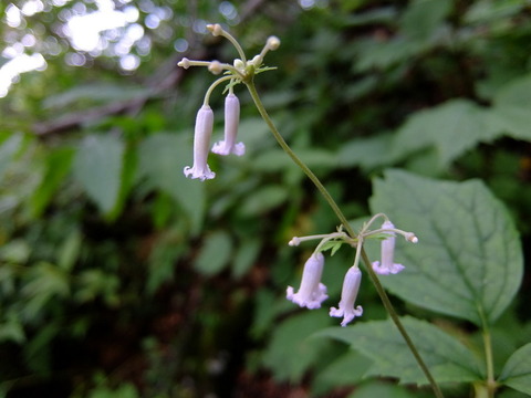 DSCF4947