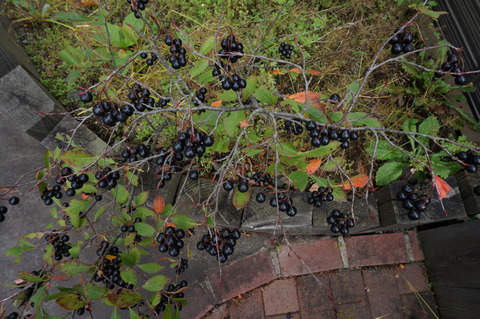 DSC00958