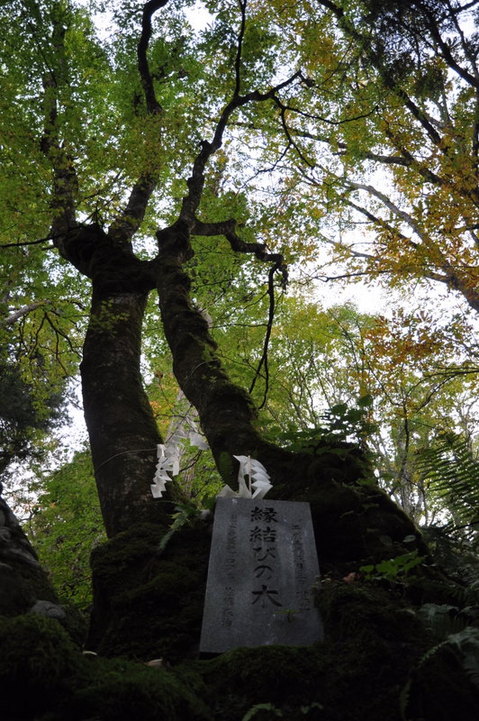 ��ư���죳