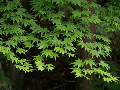 P6230043