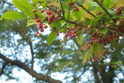 ¶å¸Í¾ëÀ×£µ