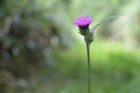 DSC_1269
