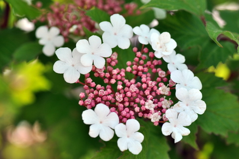 �����襦����ܥ������Υ��