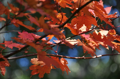 ���޳٤ι���