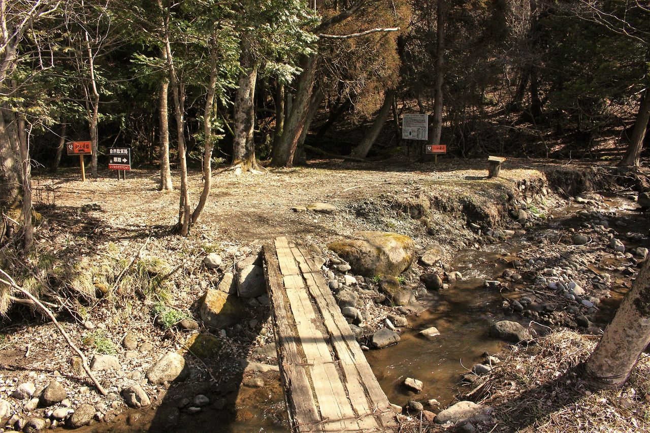 佐渡窪のマンサクと立中山 (2019) : やまやま再発見